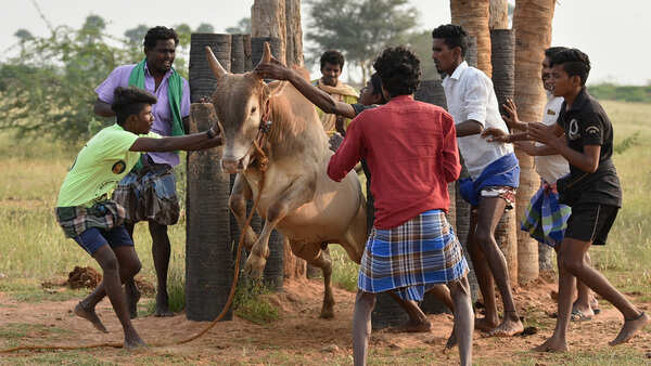 A Jallikattu like never before