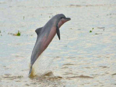 Mumbai: Dead dolphin washed ashore at Bandra bandstand
