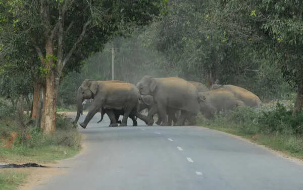 K’taka forest dept begins railway barricade work to reduce human-elephant conflict near Bandipur