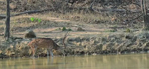 When water runs low, ‘smart water’ model keeps wildlife hydrated at Barnawapara