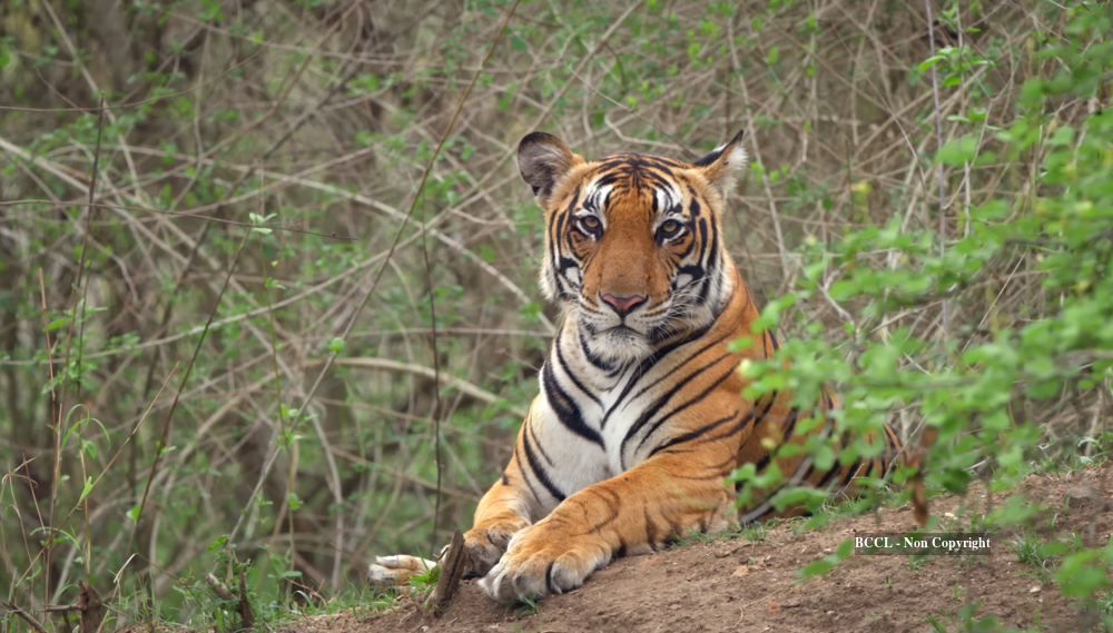 Wild Tamil Nadu