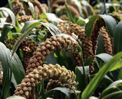 Mad about millets