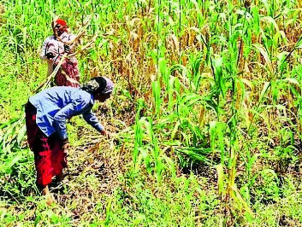 Wheat eating into jowar farming, trend ill-suited to rising heat, says study