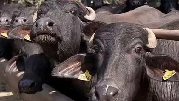 Supply dries up at Kolkata’s only abattoir