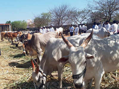 Beef ban, drought killing Baramati’s cattle bazaar