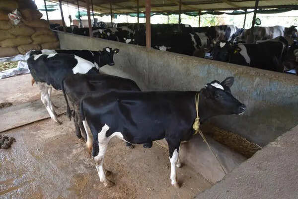 Heat saps livestock health, reduces milk production in western Maharashtra