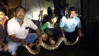 7-feet long python rescued in Nashik's Satpur 