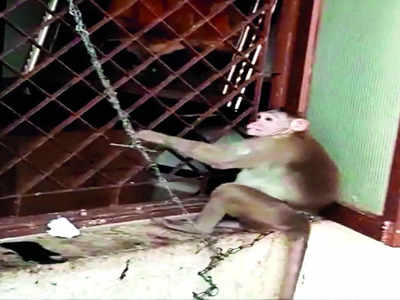 Chained Macaque sent to rehab, ‘rescuer’ miffed