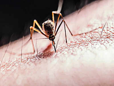 178 dengue cases spark concern