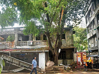 Three dead in tree fall incidents in two days