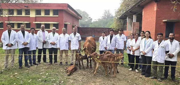 IVRI produces 5 Sahiwal calves in single IVF attempt