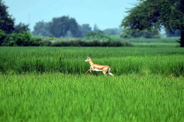 Deer & blackbucks may be relocated from airport site to proposed Sec 91 park