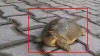 35 turtles recovered from smuggler on a bike in UP’s Rampur 
