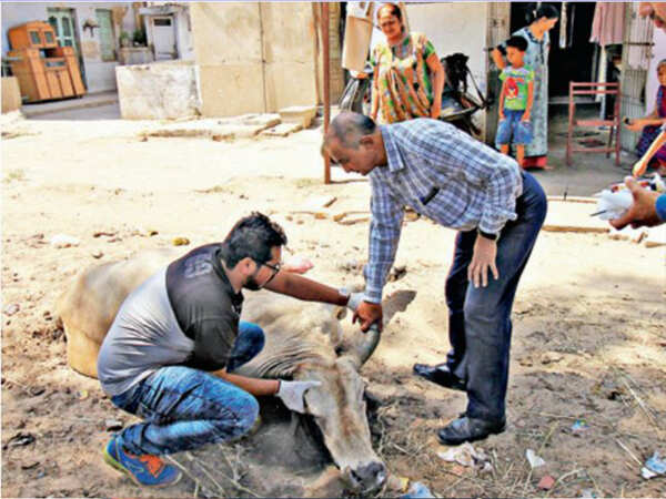 No Ahmedabad Municipal Corporation help for cows that fall sick after 4 PM