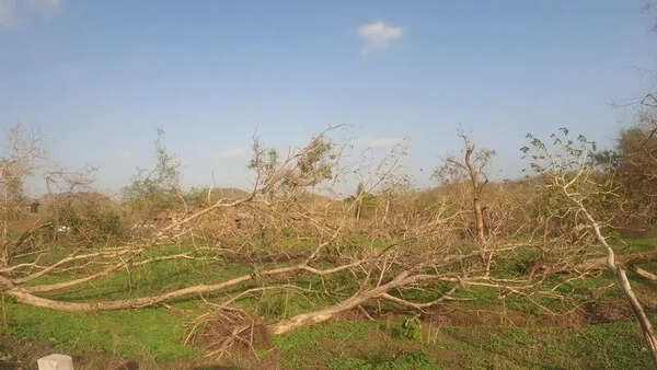 Red tape to be peeled off 86k Tauktae-felled trees in Gir forest