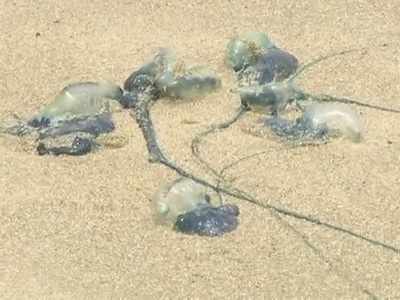Warning, Mumbaikars! Don't step on Juhu beach, jellyfish will sting you