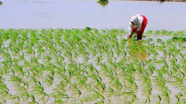 Punjab could run out of groundwater in 16 years