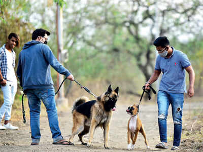 No more walking dogs on the tekdi No more walking dogs on the tekdi