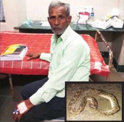 BMC Hospital's treatment plan for snakebite victims: Kill snake, show doctor, then wait for symptoms