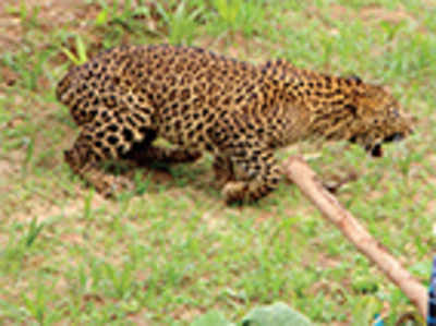 Another Sunday, another leopard