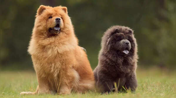 Chow Chow from China