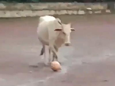Watch: Cow playing football with young boys in Goa leaves netizens in splits