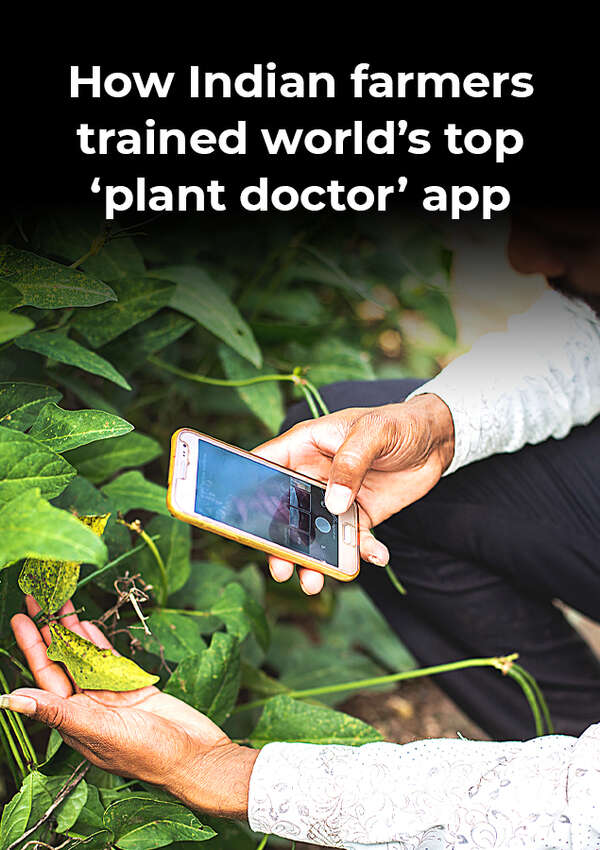 How Indian farmers trained world's top 'plant doctor' app