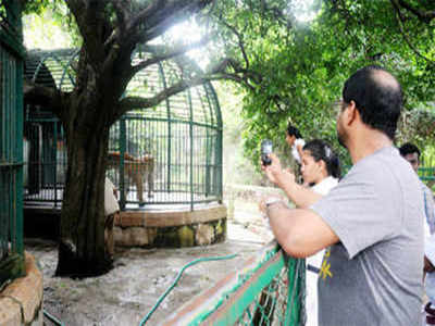 Gather your flock: Zoos may open soon