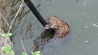 Watch: Leopard rescued from well in Pune 