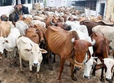 Haryana: Soon, a catwalk for cattle in Jhajjar; winner to get Rs 9 crore