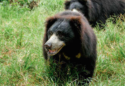 Bear mauls farmer couple in Tumakuru