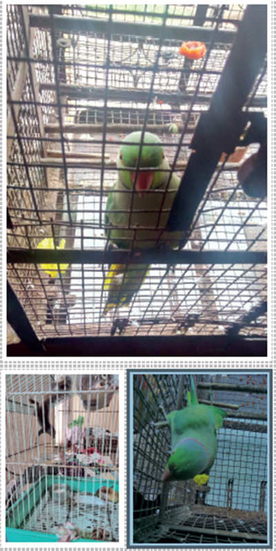 Karnataka: Born free, but living in cages