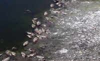 Tamil Nadu: Heat wave results in dead fishes Selva Chinthamani Lake 