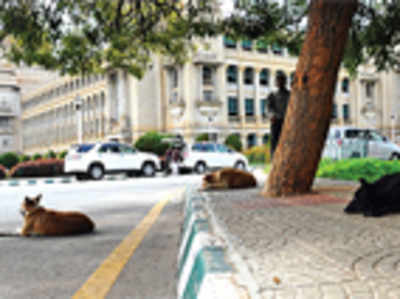 Keep the dogs out of our sight, Soudha panel tells civic body
