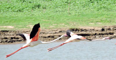 Karnataka: Greater Flamingos taking a short break in Karnataka