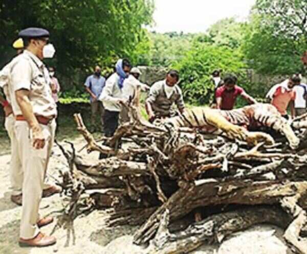Rajasthan: Male tiger MT-3 had lost 51kg in 5 months, turned anaemic