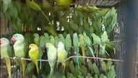 Two arrested for illegal possession of over 500 parrots in WB's Bardhaman 