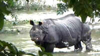 Watch: Parts of Pobitora Wildlife Sanctuary in Assam’s Morigaon flooded, animals affected 