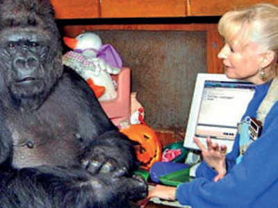 Koko, the gorilla who knew sign language, dies