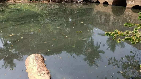 Save Phalguni River protest on March 27