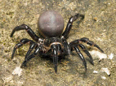 Researchers chance upon new trapdoor spider