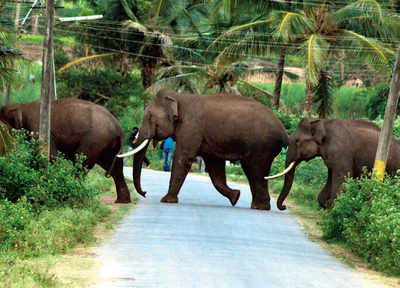 MoEF favours elephants in four-laning of Shiradi Ghat