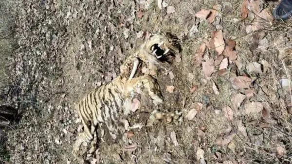 Decomposed tigress carcass found in Saoli forest range