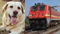 'My deceased dog was thrown onto platform': Labrador dies en route to Pune; owner alleges major railway lapses