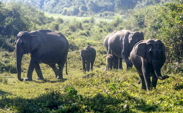 Elephant menace forces Central Coalfields Limited to halt night ops in Ramgarh coal mine