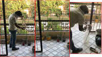 6- feet long Common Krait snake spread panic in Mohali 