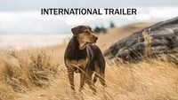 A Dog's Way Home - Official Trailer 