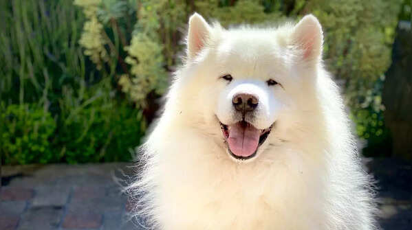 Samoyed - $10,000 to $12,000