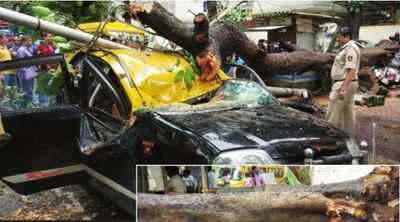 Cabbie and passenger injured in tree collapse