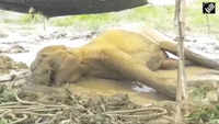Assam: Elephant stuck in mud rescued, receives treatment in Nagaon 